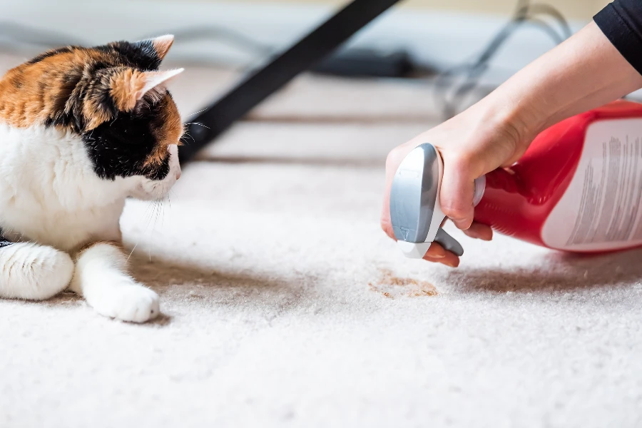 Affordable Flea Treatment Lancaster, OH