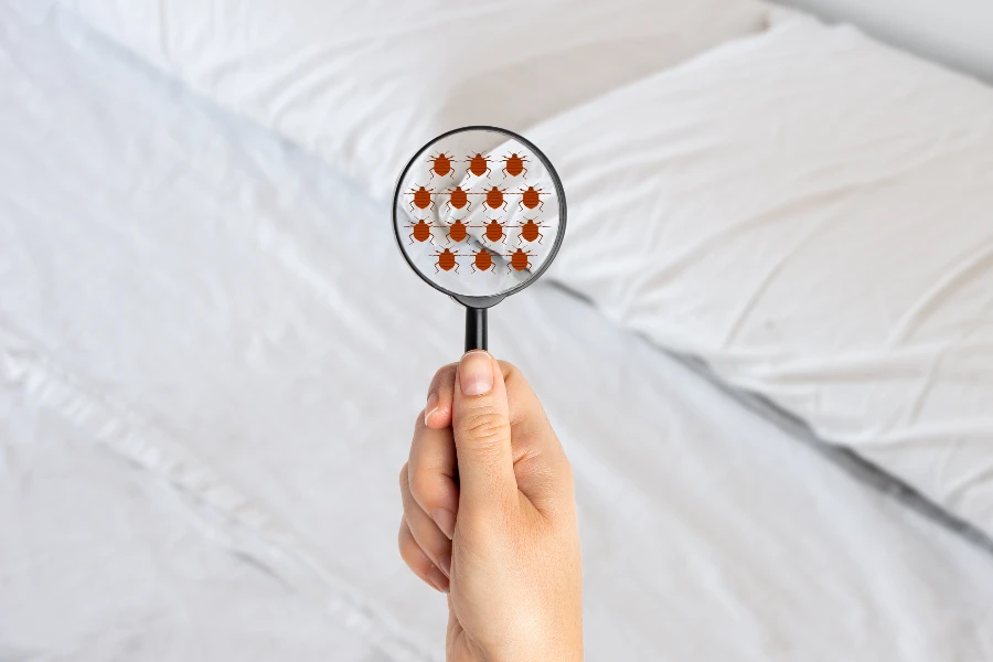 Understanding How Pest Control Targets Bed Bugs Lancaster OH